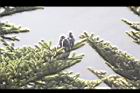 台灣冷杉-實48.jpg