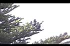 台灣冷杉-實49.jpg