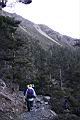 台灣冷杉-玉山13.JPG