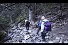 台灣冷杉-玉山14.JPG