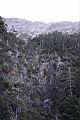 台灣冷杉-玉山15.JPG
