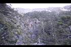 台灣冷杉-玉山16.JPG