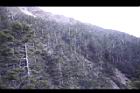 台灣冷杉-玉山17.JPG