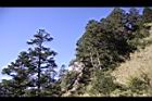 台灣冷杉-玉山20.JPG