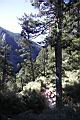 台灣冷杉-玉山23.JPG