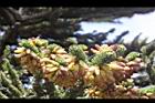 台灣冷杉-雄花04.JPG