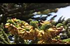 台灣冷杉-雄花05.JPG