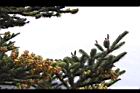 台灣冷杉-雌雄花01.JPG
