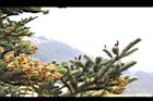 台灣冷杉-雌雄花02.JPG