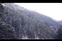台灣冷杉-玉山18.JPG