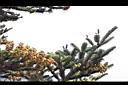 台灣冷杉-雌雄花00.JPG