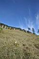 台灣冷杉19.jpg