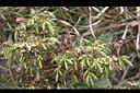 台灣刺柏-花03.JPG