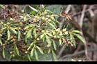 台灣刺柏-花01.JPG
