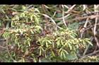 台灣刺柏-花04.JPG