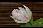 台灣喜普鞋蘭-花05.JPG