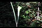 台灣天南星-花11.JPG