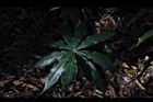 台灣天南星-葉05.JPG