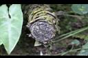 台灣姑婆芋-莖01.jpg