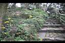台灣山菊14.jpg