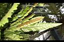 台灣山蘇花-孢子葉1.JPG
