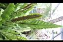 台灣山蘇花-孢子葉2.JPG