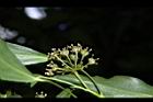 台灣常春藤-花07.JPG
