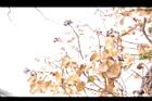 常春藤-實04.JPG