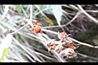 台灣懸鉤子-實16.jpg