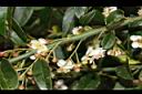 台灣扁核木-花序01.JPG