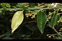 台灣扁核木-葉04.JPG