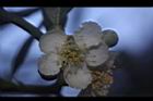 台灣扁核木-花18.JPG