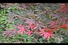 台灣掌葉楓-葉14.jpg