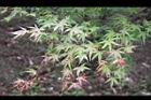 台灣掌葉楓-葉24.jpg