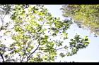 台灣擦樹-葉03.JPG