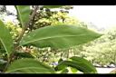 台灣月桃-葉背01.JPG