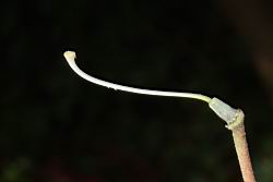 台灣杜鵑-花柱00.JPG