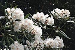 台灣杜鵑-花09.JPG