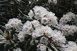 台灣杜鵑-花16.JPG