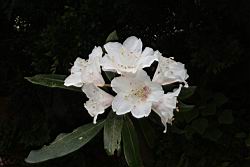 台灣杜鵑-花19.JPG