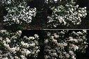 台灣杜鵑-花1.jpg
