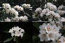 台灣杜鵑-花2.jpg