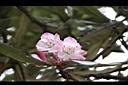 台灣杜鵑-花45.jpg