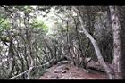 台灣杜鵑-林02.jpg