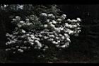 台灣杜鵑-花01.JPG