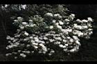 台灣杜鵑-花03.JPG