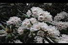 台灣杜鵑-花17.JPG