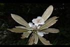 台灣杜鵑-花29.JPG