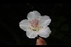 台灣杜鵑-花37.JPG