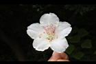台灣杜鵑-花40.JPG